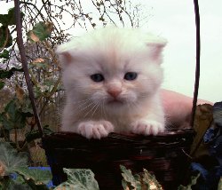 Desert Dance Scottish Fold Kater